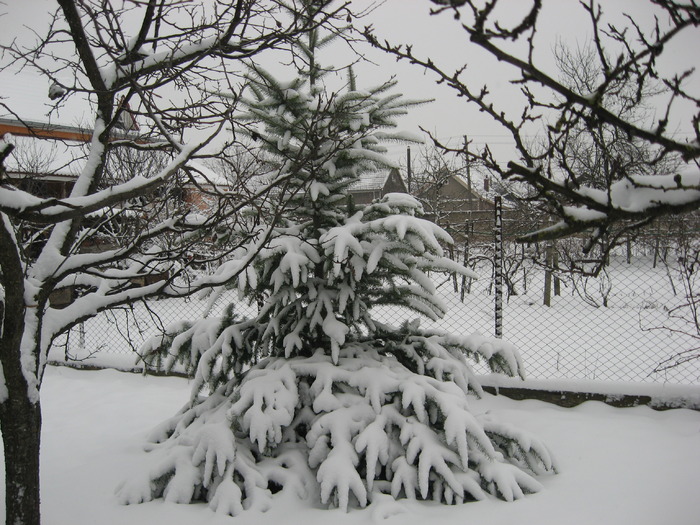 03.01.2010 - gradina ianuarie 2010