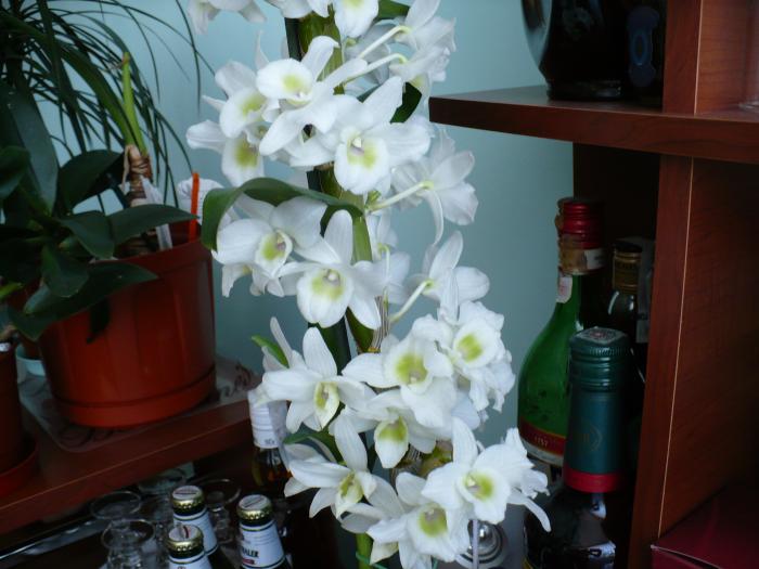 P1090309 - Orhidee