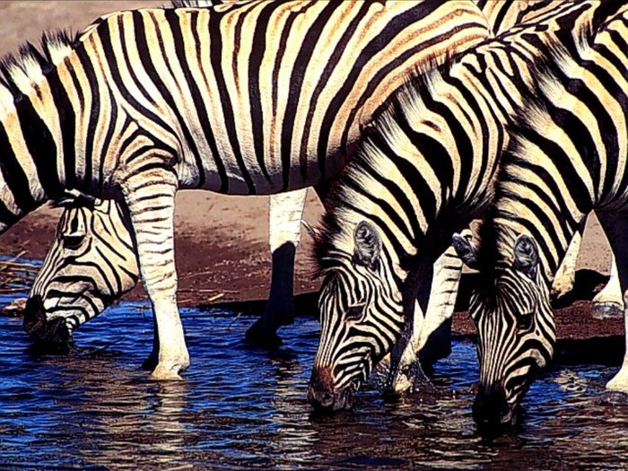 webshots365 - Animale