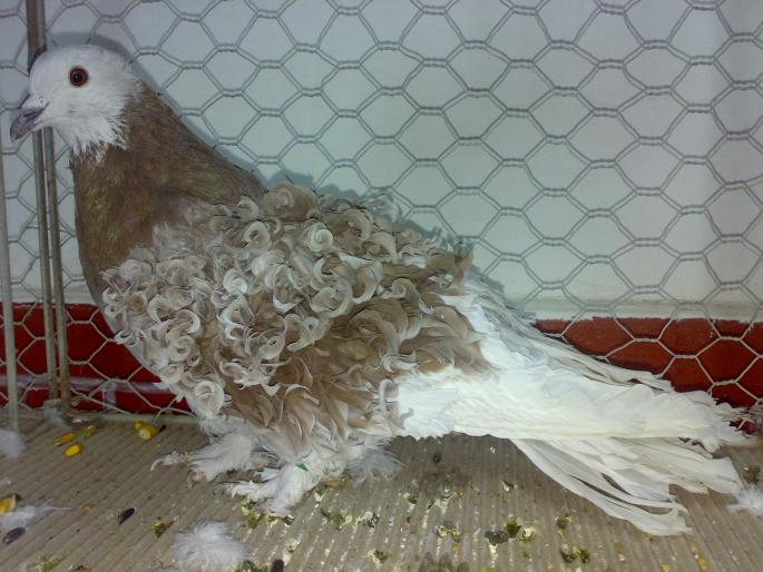 frizat 1 - 1504 Expo Sibiu 2008