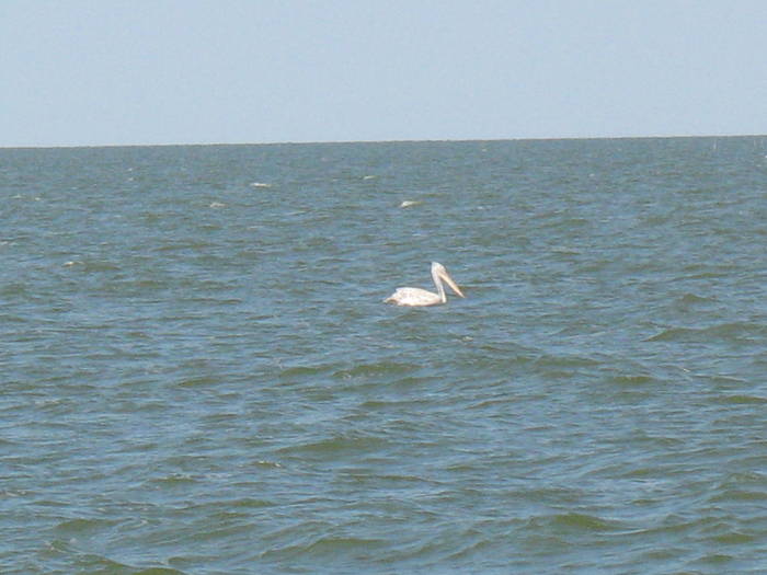 pelican golovita