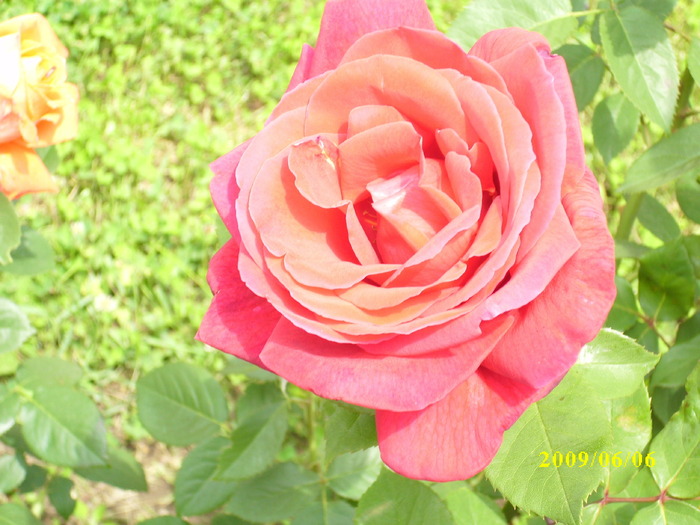 IMG_0044; Trandafir din gradina manastirii
