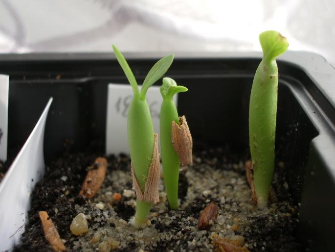 Adenium obesum - Plante cu caudex