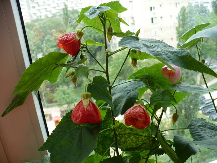 P1120790 - ABUTILONI