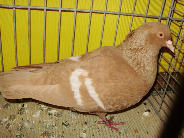 09960 feldfarbentauben 1