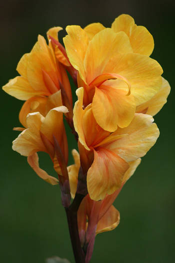 Canna Louis Cotton - garden 2009