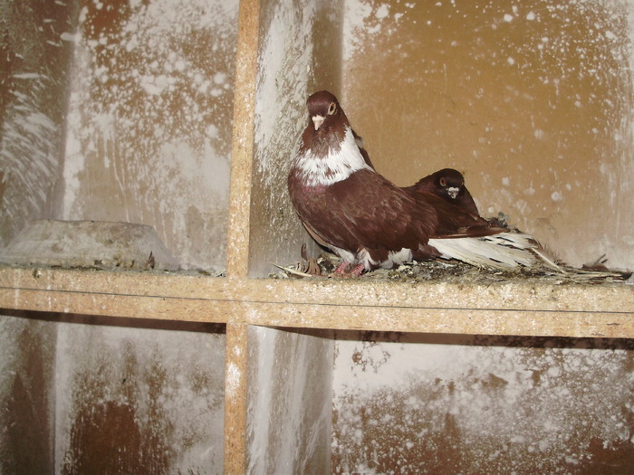 P9061382 - 1709 Marian Anghel