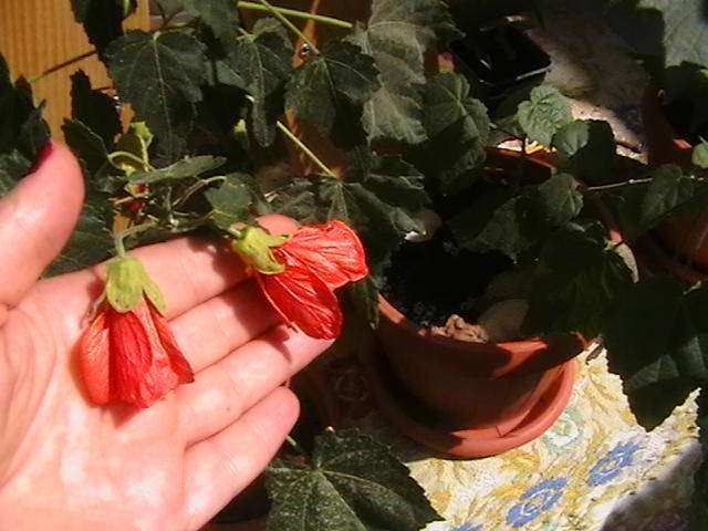 abutilon portocaliu