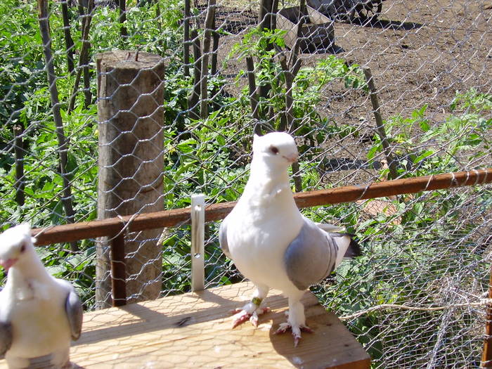 29 - C Porumbei Blueti si Satineti Vechi