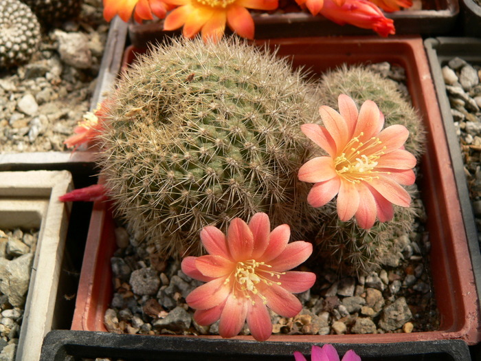 rebutia_xanthocarpa_v.salmonea - genul Rebutia