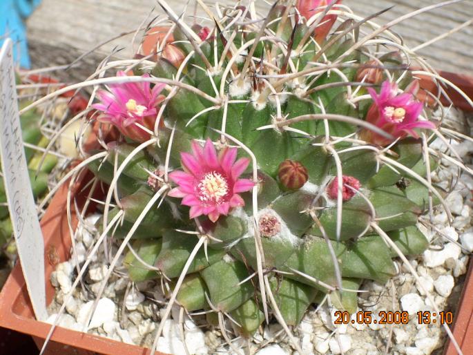 Mammillaria magnimamma cu flori