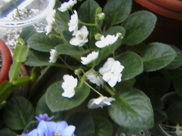 8.12 - violete 2009