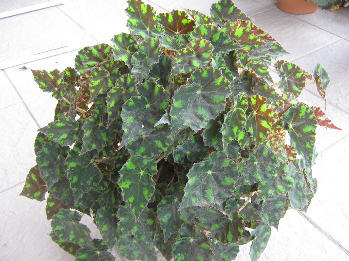 begonia Boweri - begonii