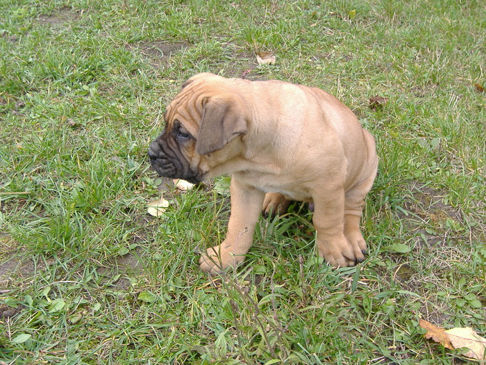 Carlos la 2 luni F - Dogo Canario