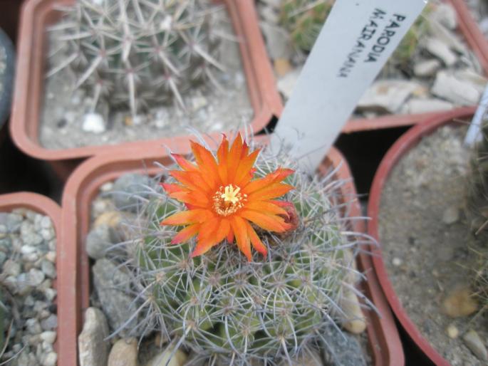 Parodia mairanana - CACTUSI - ANUL 2008