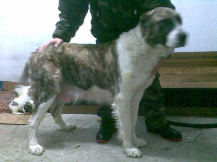 ciobanesc de asia centrala alabai (4) - Ciobanesc de asia centrala- CAO -alabai- central asian shepherd dog