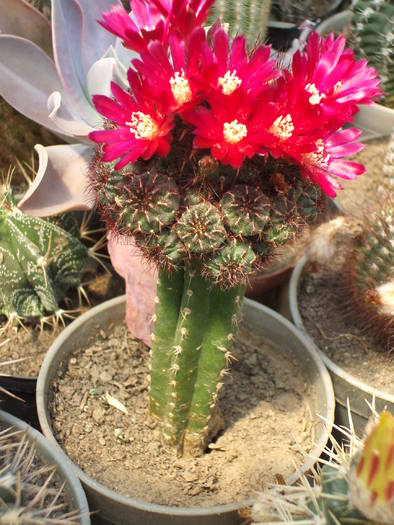 Sulcorebutia menthosa