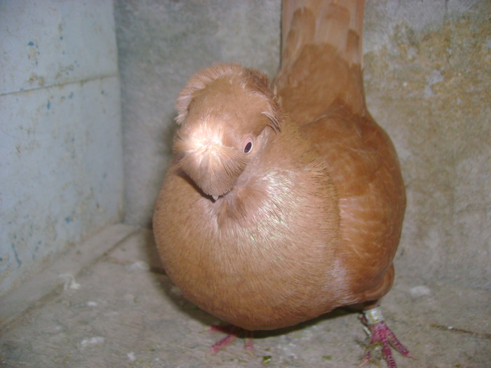 pozedecembrie 2009 182 - poze decembrie 2009