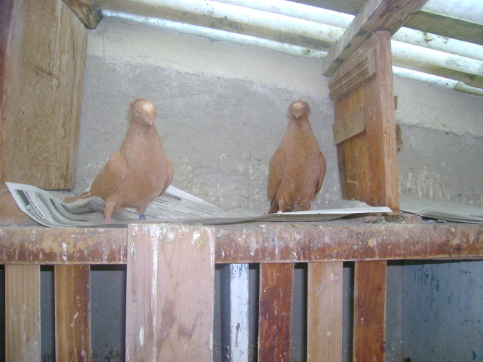 pozedecembrie 2009 144 - poze decembrie 2009