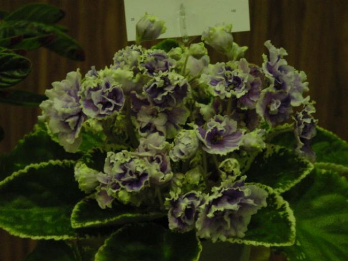 Pretty_Miss_Kelly_2005avsa - violete de pe net 1