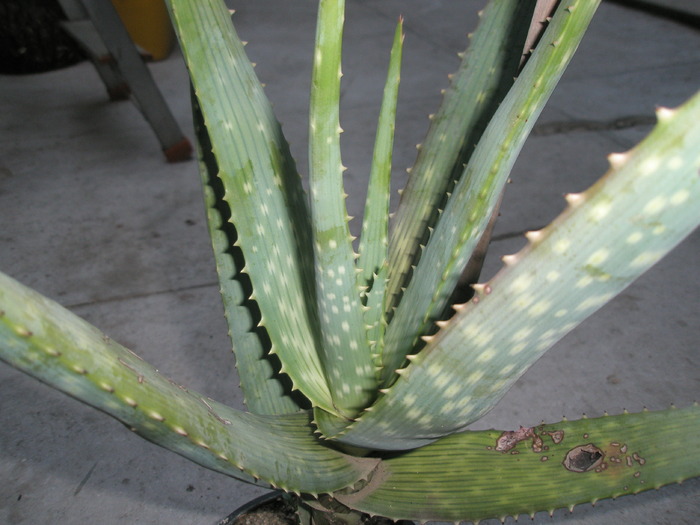 Aloe hereroensis - SUCULENTE 2009
