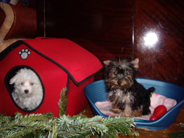 Yorkshire si Maltese; maltese n.09.10.09.si yorky 18.09.09.
