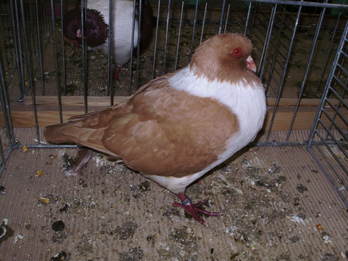 5738 ms 1