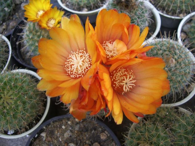 Parodia mutabilis - cactusi