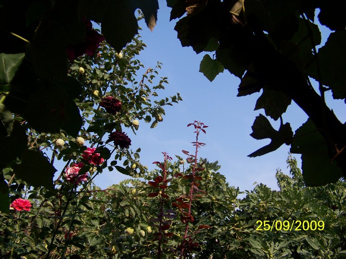 100_1957 - Toamna in curte  Timisoara