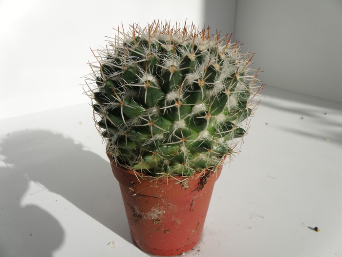 Picture 065 - cactusi