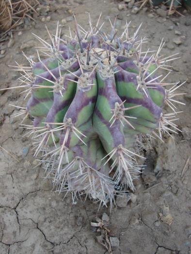 Echinocactus ingens - Cactusi la Constanta