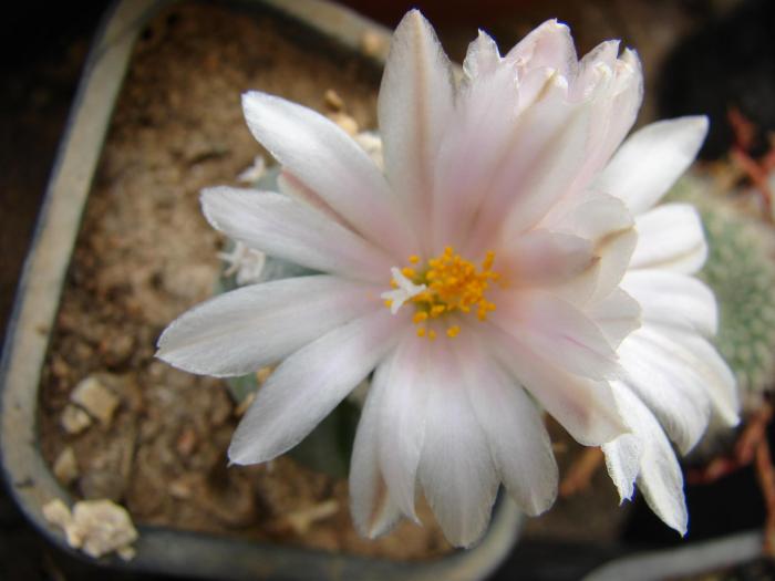 Turbinicarpus lophophoroides