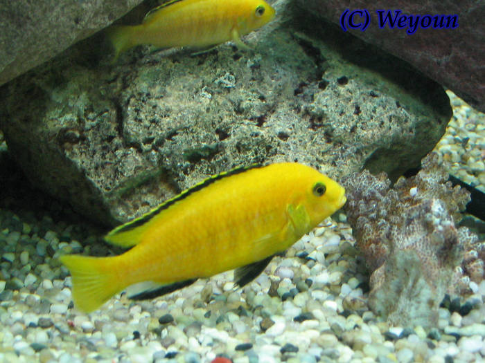 labidochromis_caeruleus