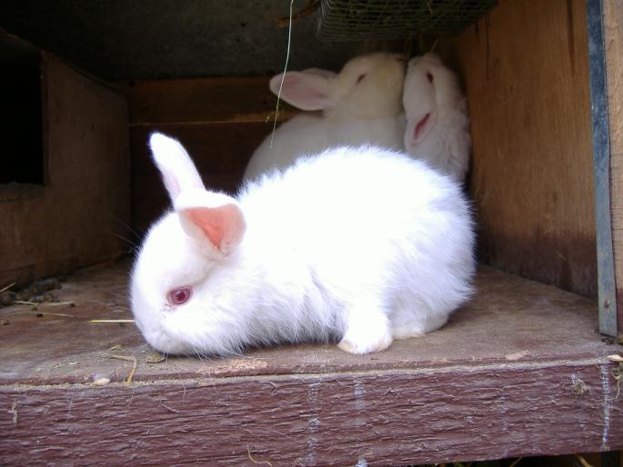 Pui Neozeelandez Alb - My rabbits