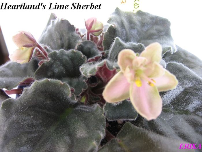 Heartland's Lime Sherbet 2009