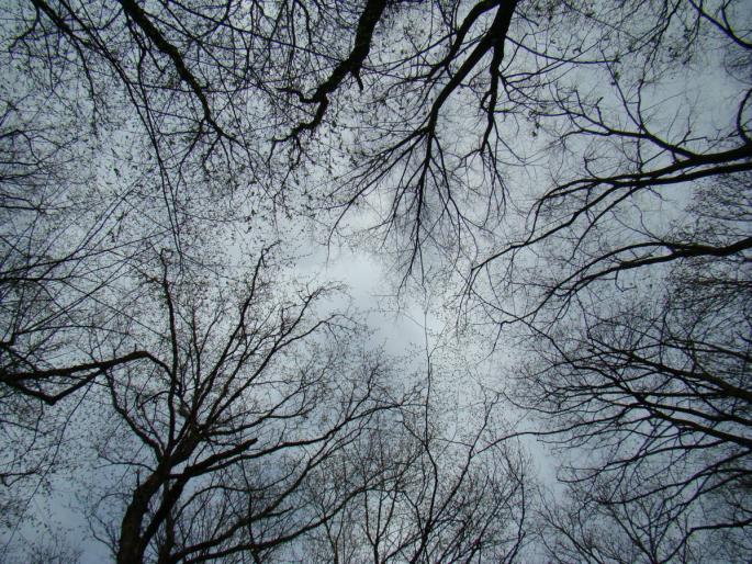 DSC02694 - 2008-03-22 - La padure-Baneasa