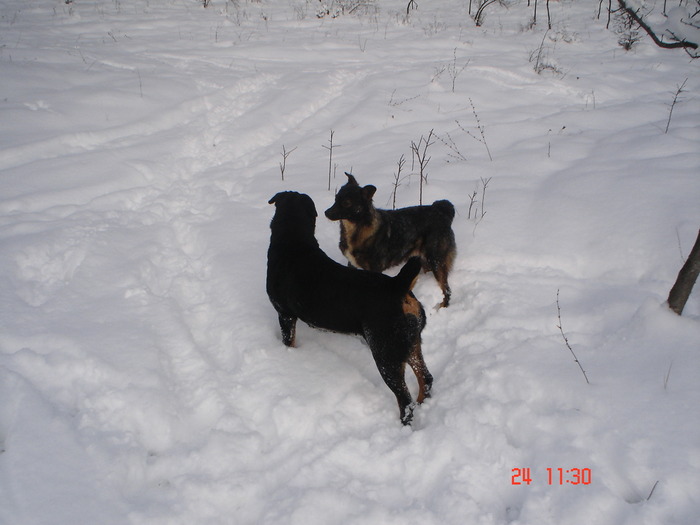 DSC08727 - Bella ianuarie 2010