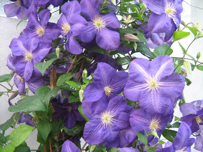 Clematis