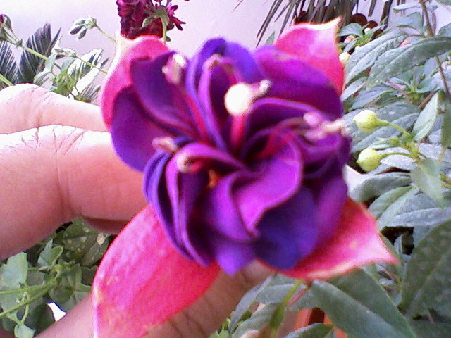 floare fucsia - dragele mele flori 2009