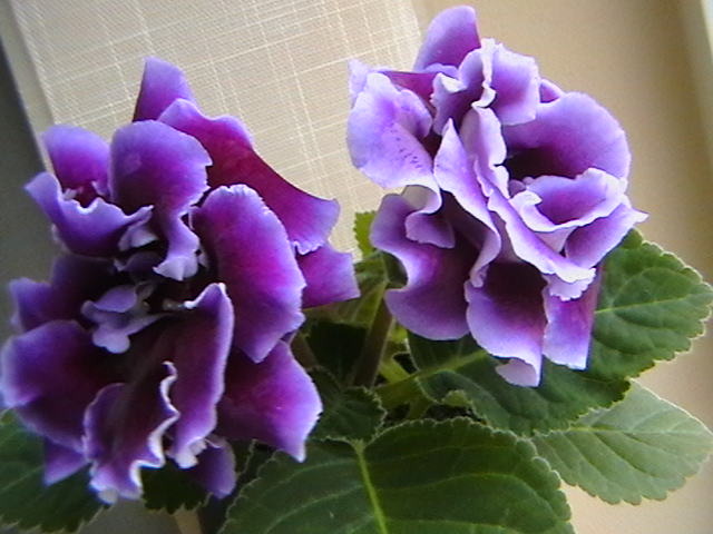 allegro purple - gloxinii-pui