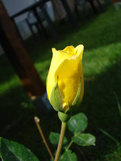 Rose Golden Showers (2009, June 18)