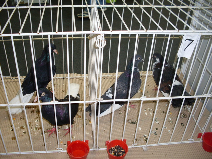 SDC10573 - S -Expo Cluj 24-25 Octombrie