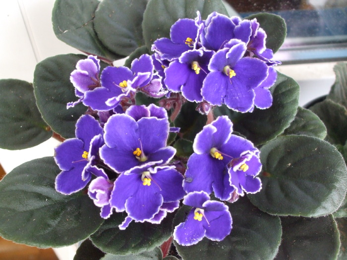Picture 001 - violete