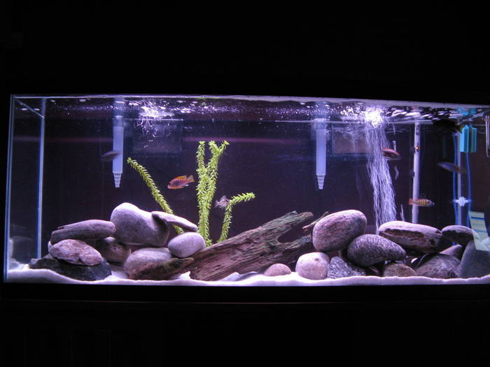 SBYMUOMYXPZCVFVQHSO - Pentru ciclide africane