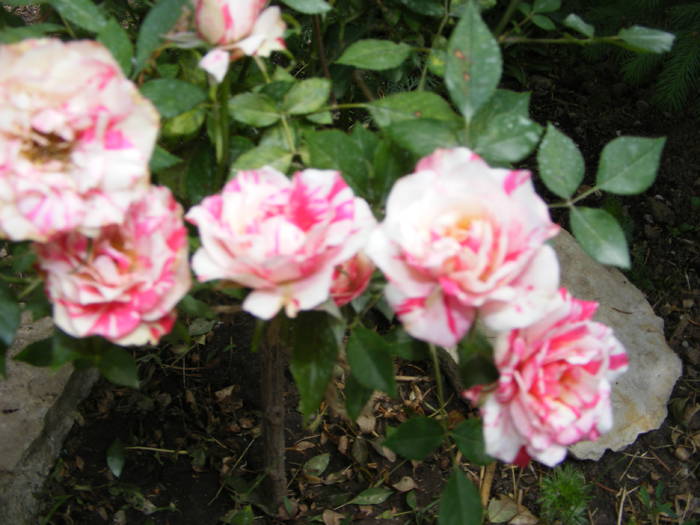 Trandafir pom pitic - flori si animale 2009