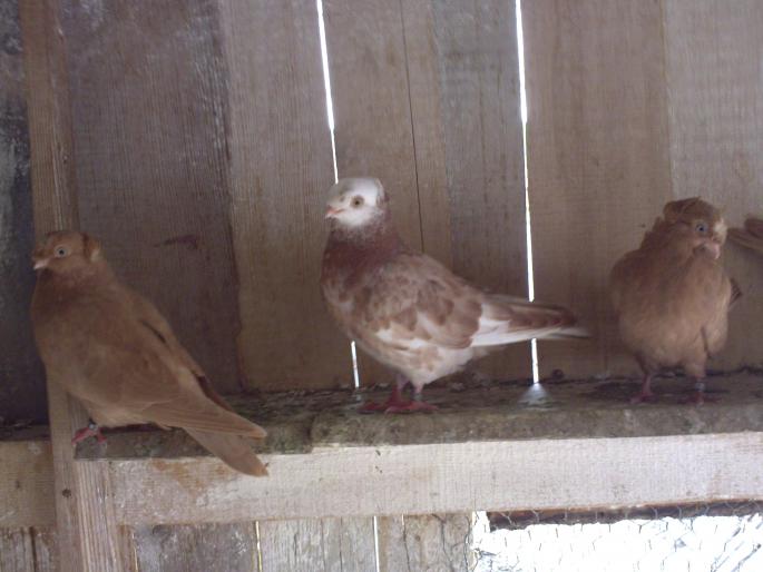 3 pui la 2 luni - porumbei 2008-aprilie