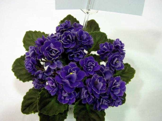 Ness_Crinkle_Blue_2005avsa_2 - violete de pe net