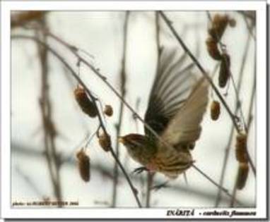 XBXDFUECWSOPLBTUUYC - PASARELE O VECHE PASIUNE