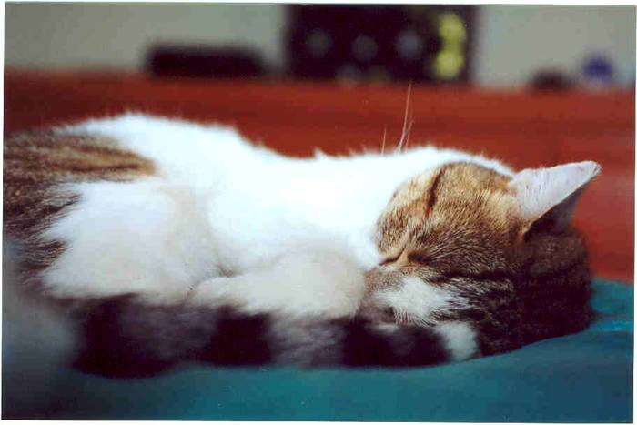 Coati_Curled_Sleeping - motanei