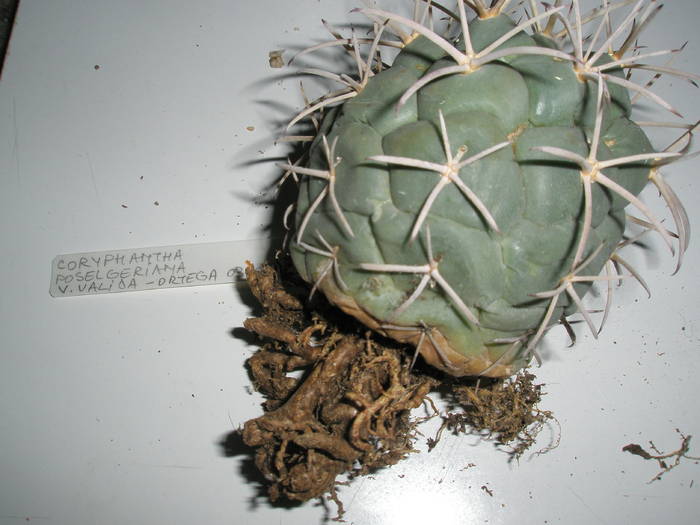 Coryphantha poselgeriana - RADACINI de cactus